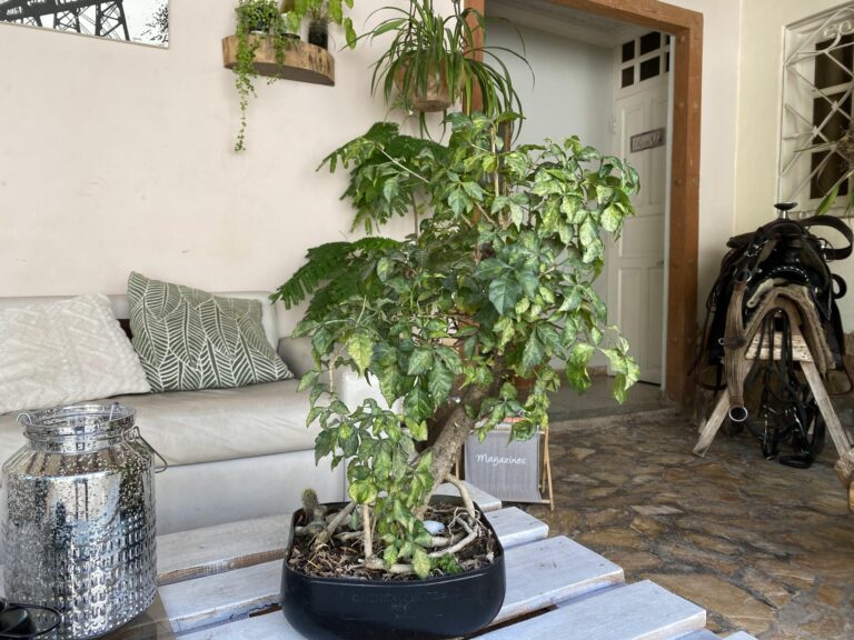 IMG 20250825 WA0152 768x576